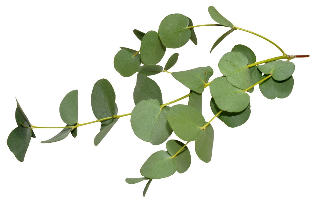 9-leucalyptus