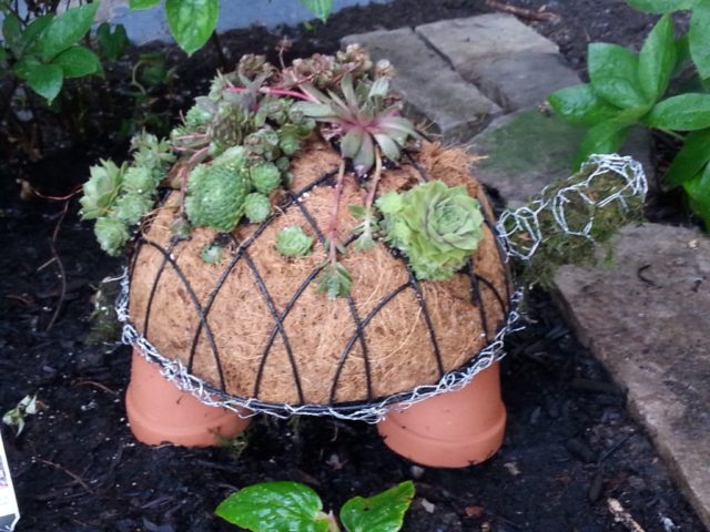 Voici comment confectionner une tortue-jardin avec des plantes grasses et de la mousse 7