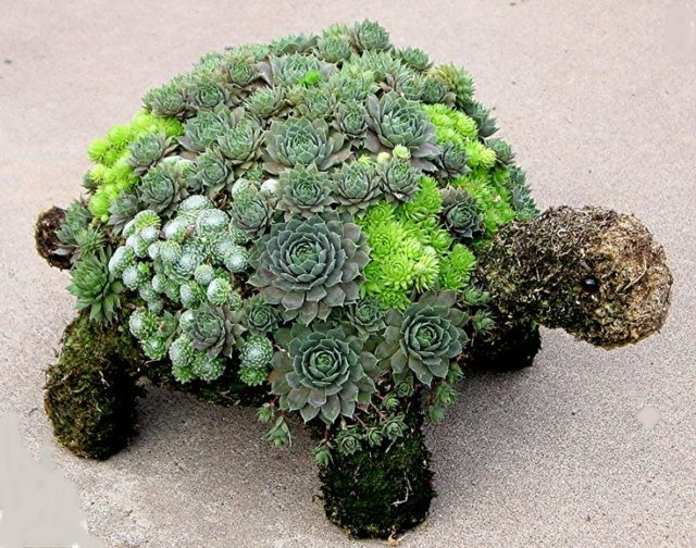 Voici comment confectionner une tortue-jardin avec des plantes grasses et de la mousse 8