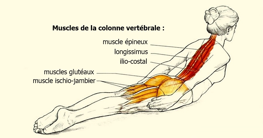 muscles-dos-planche
