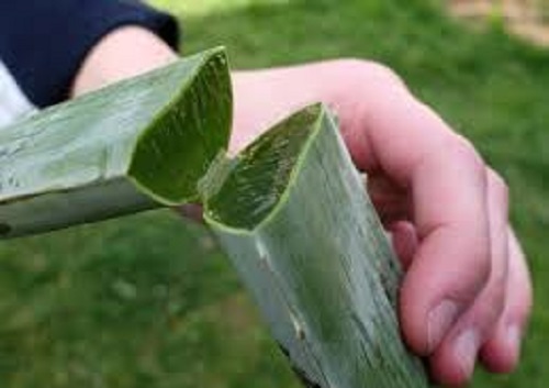 Aloe Vera, un remède naturel par excellence !